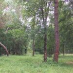 Terrain à bâtir à Ménesplet (24700)